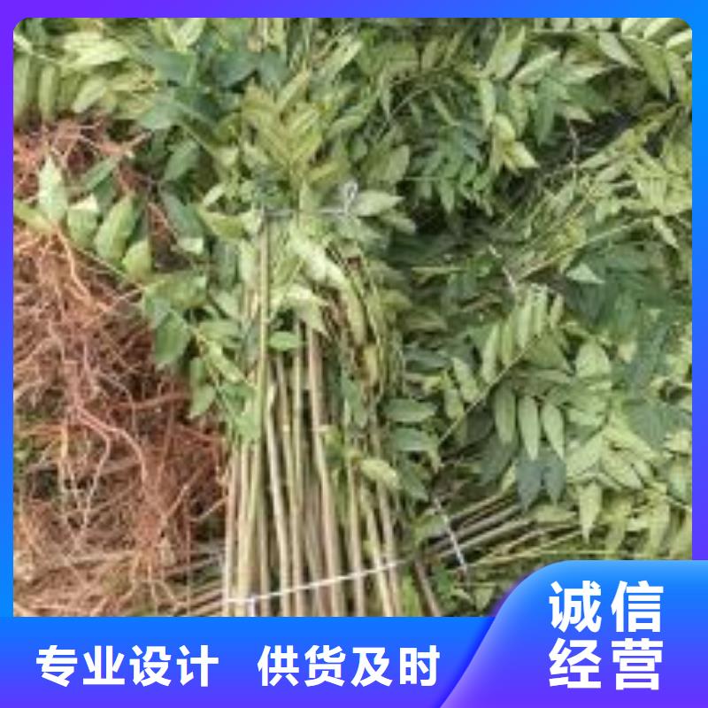 香椿苗_省心省錢
