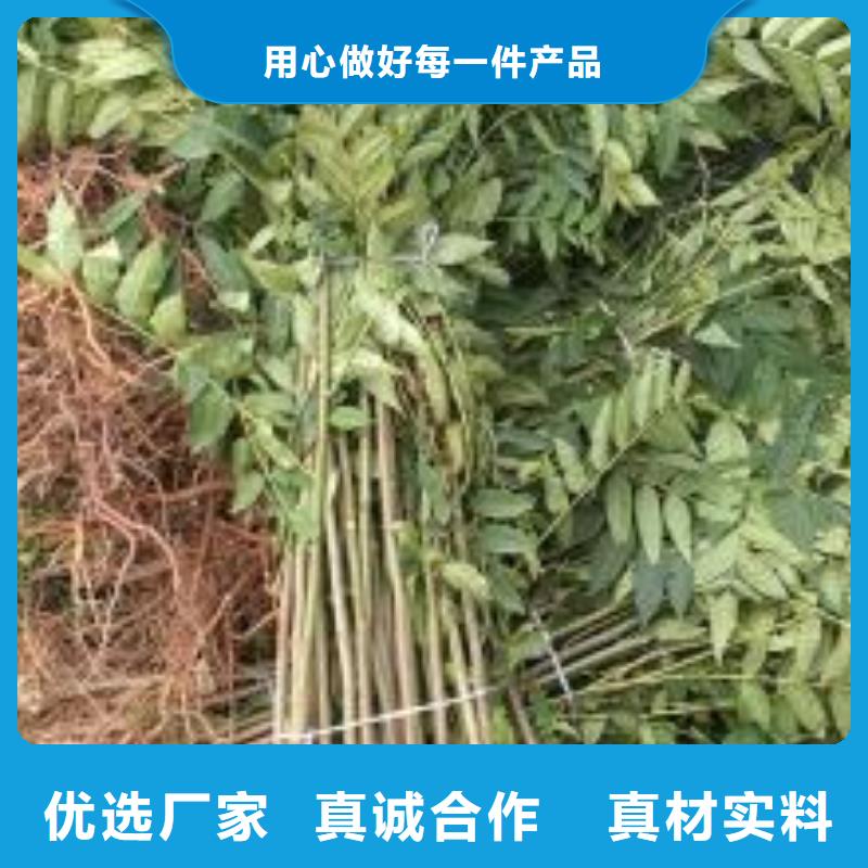 香椿苗庫存量大