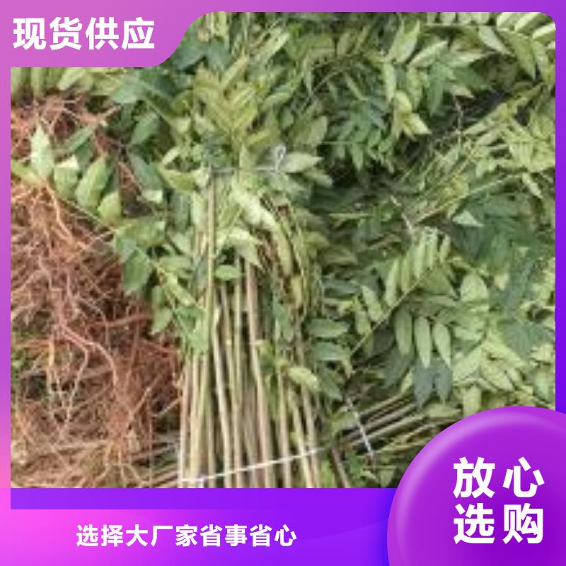 香椿小苗多少錢一顆