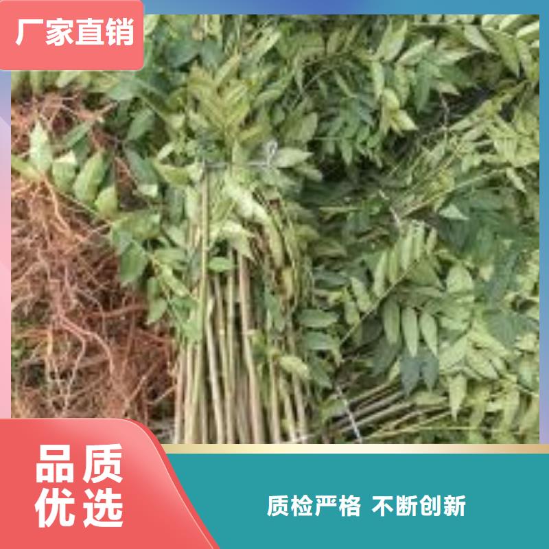 香椿苗廠家總部