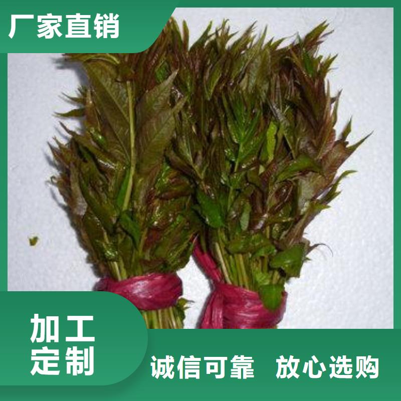 香椿小苗多少錢一顆