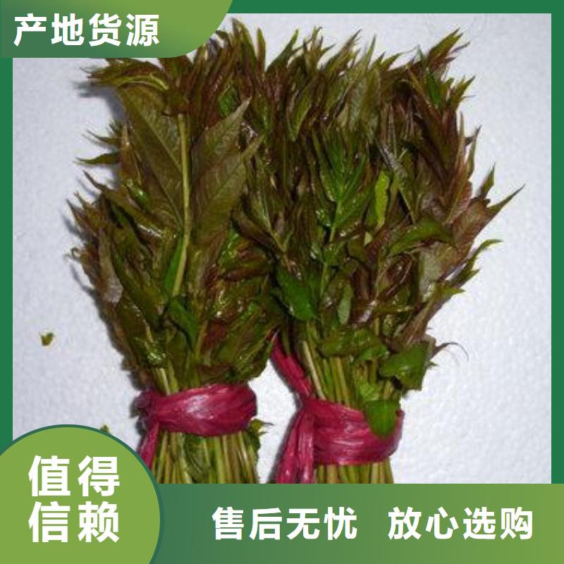 可按需定做香椿苗的廠(chǎng)家