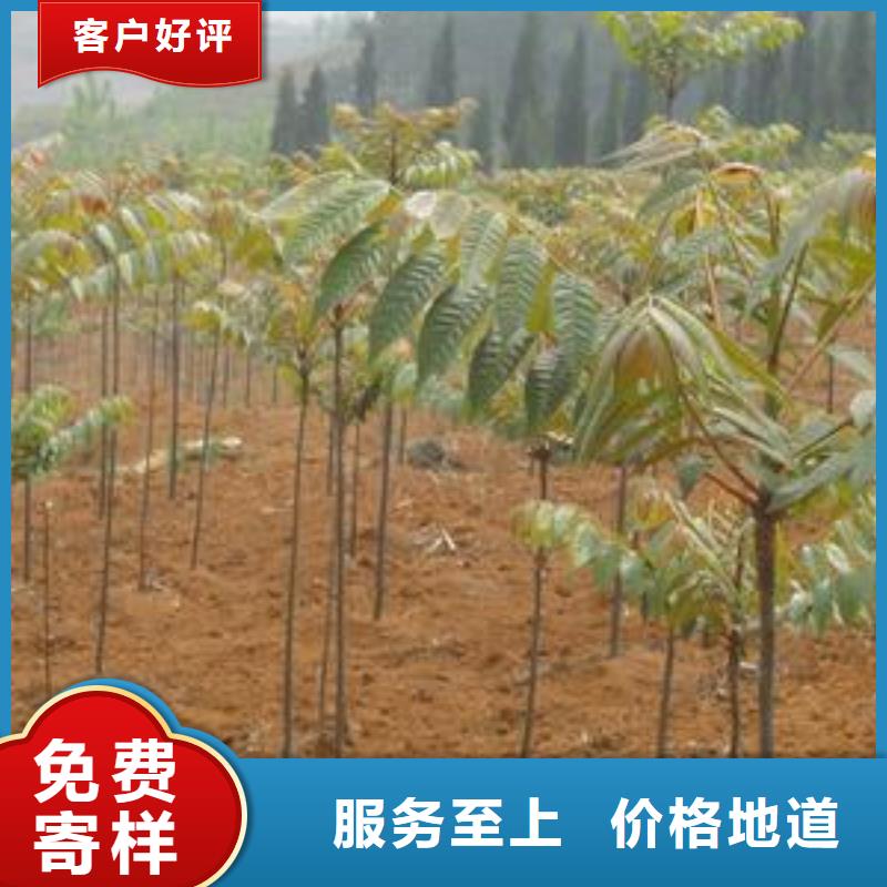 香椿苗企業(yè)-質(zhì)量過硬