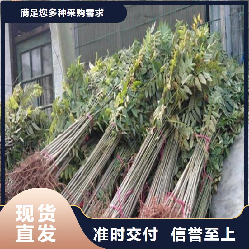 香椿苗_價格優