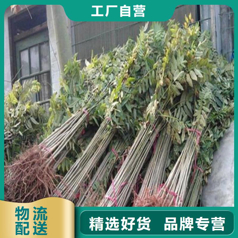 泰山紅油香椿苗