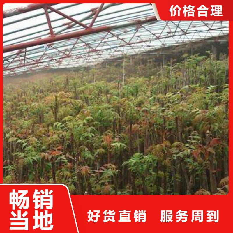 香椿苗質保2年
