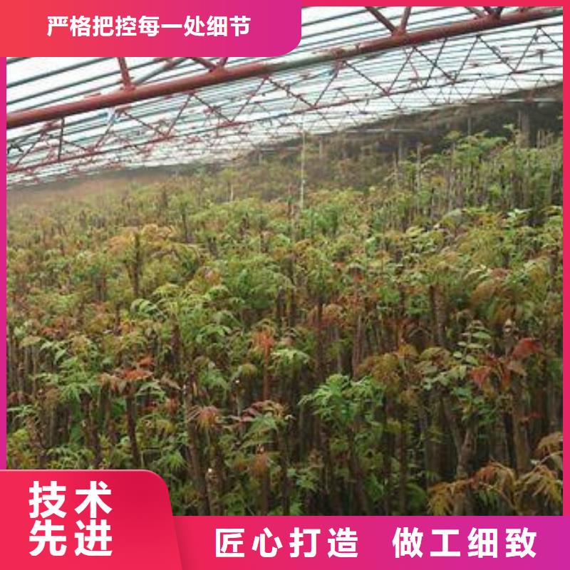 規格齊全的香椿苗基地
