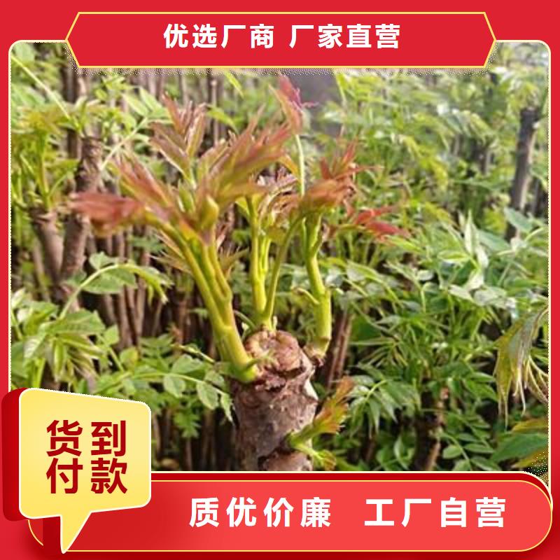 批發香椿苗的基地