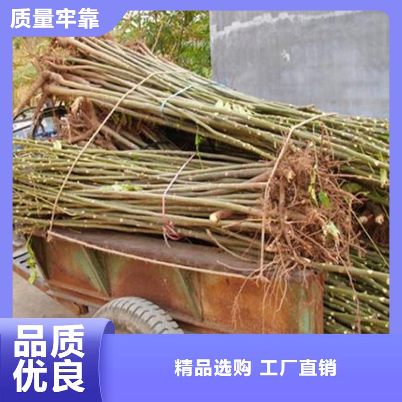 香椿苗經(jīng)驗(yàn)豐富