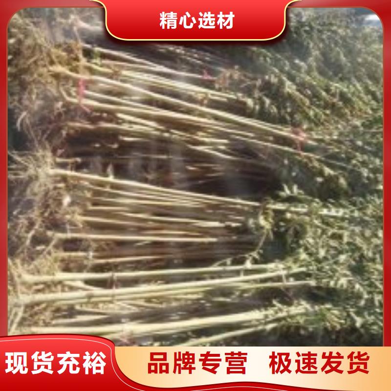 香椿苗品種介紹