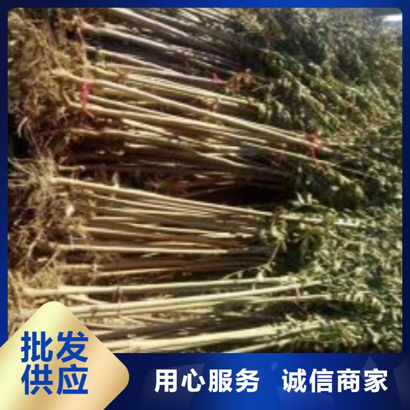 庫存充足的香椿苗銷售廠家