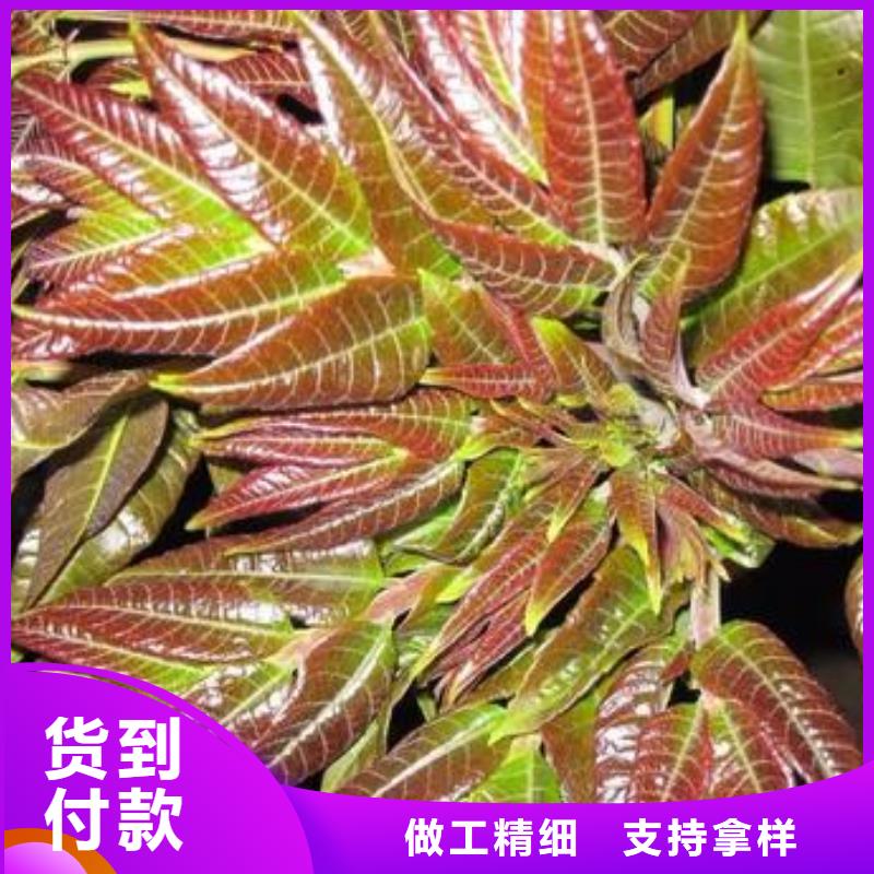 香椿苗廠家質(zhì)優(yōu)價廉