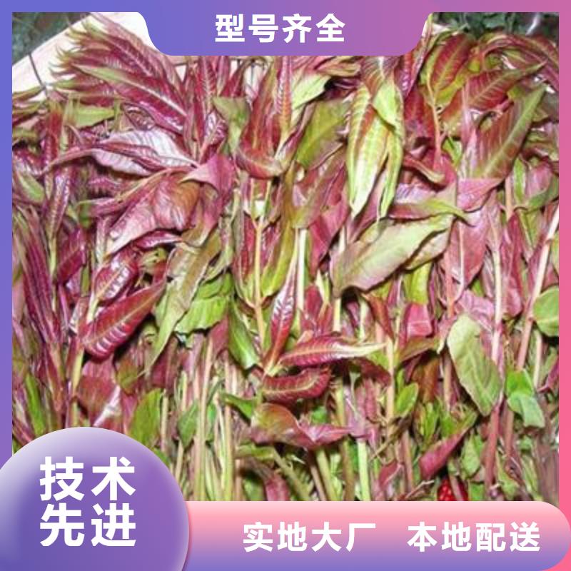 定做香椿苗、優(yōu)質(zhì)香椿苗廠家