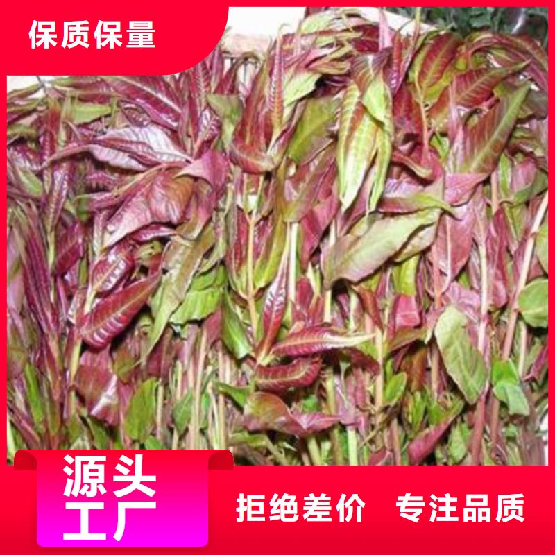 香椿苗廠家質(zhì)優(yōu)價廉