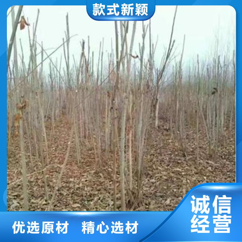 香椿苗長期有效