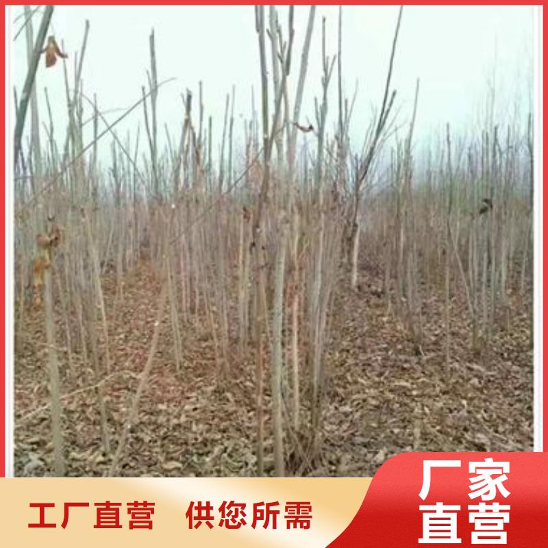現貨供應香椿苗的廠家