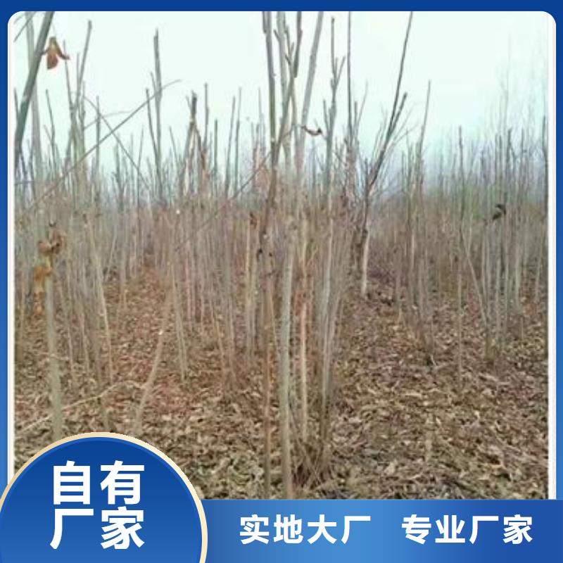 香椿小苗多少錢一顆