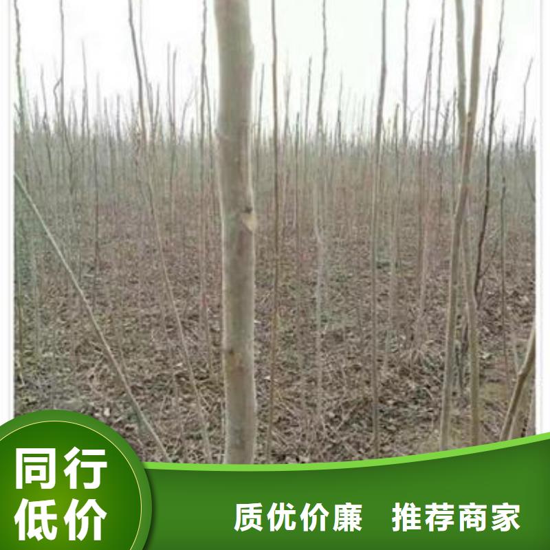 香椿苗合作廠家