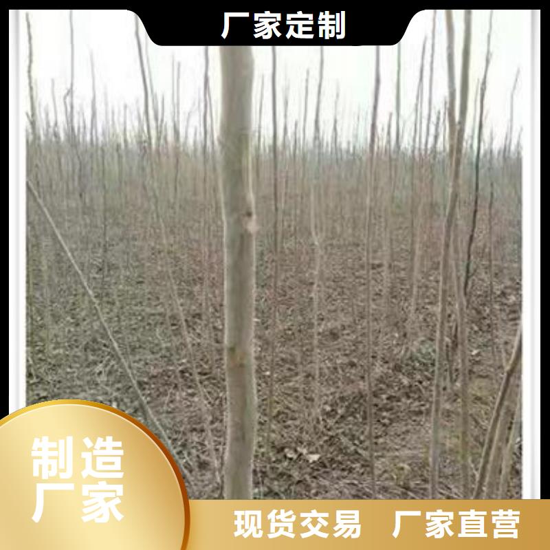 香椿苗經(jīng)驗(yàn)豐富