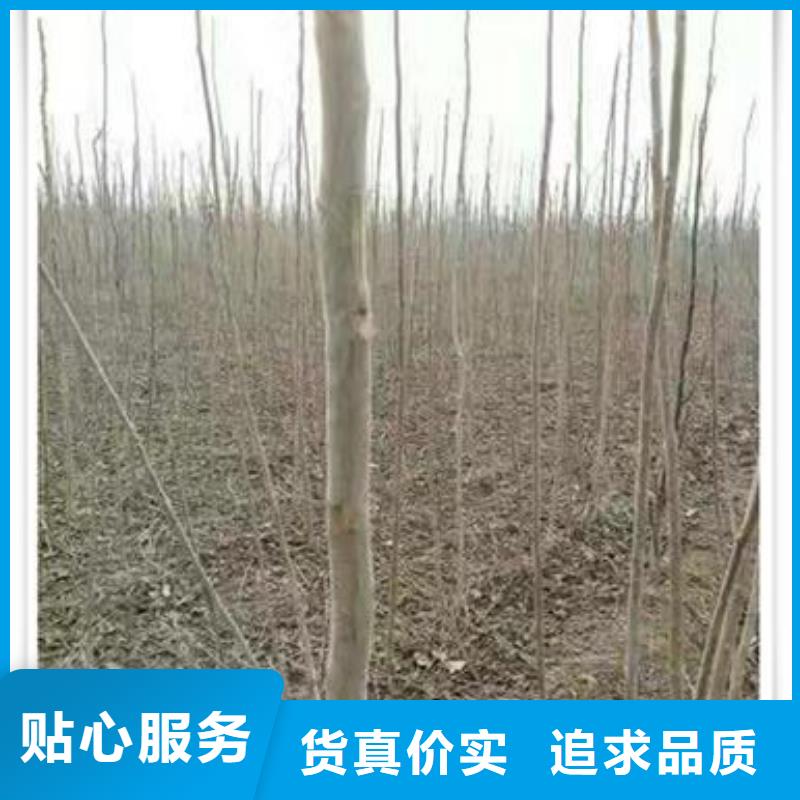 規格齊全的香椿苗基地