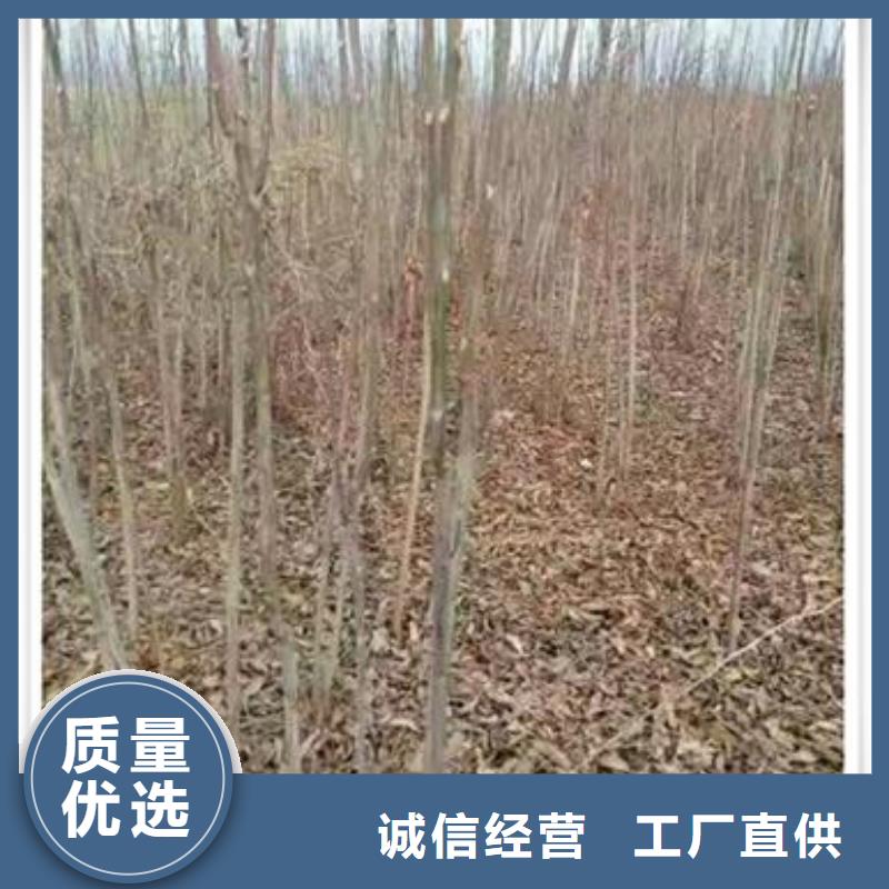 香椿苗庫存量大