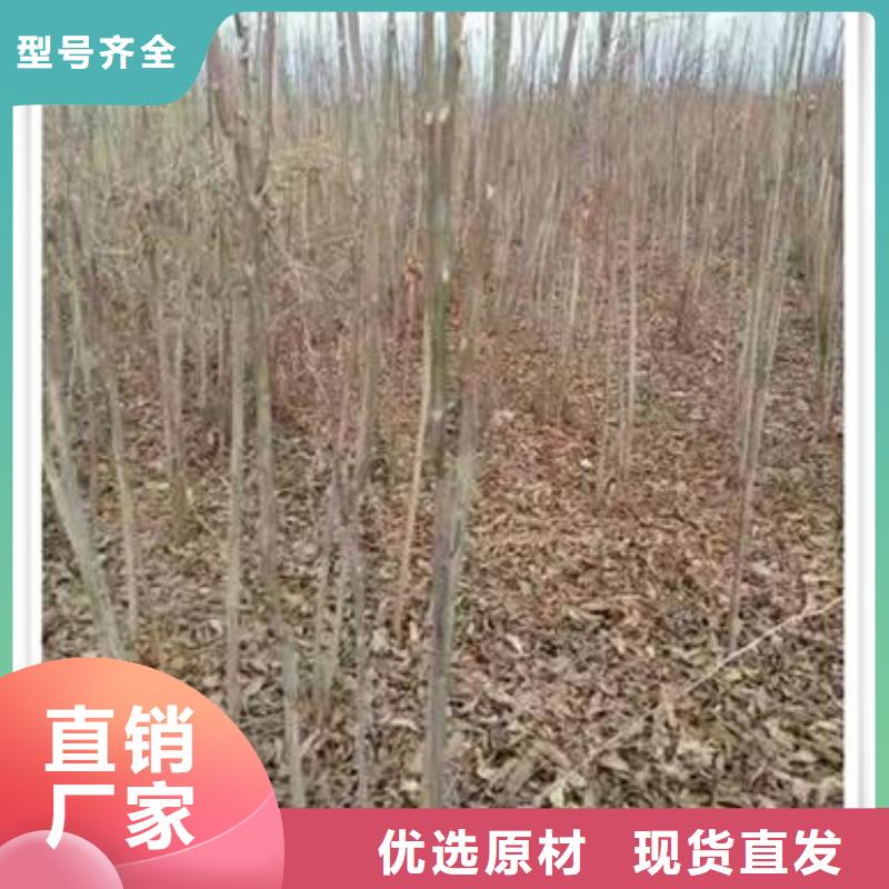 春芽苗種植基地