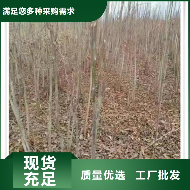 香椿小苗產(chǎn)地
