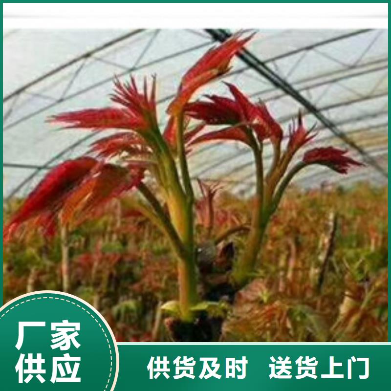 定做香椿苗、優(yōu)質(zhì)香椿苗廠家