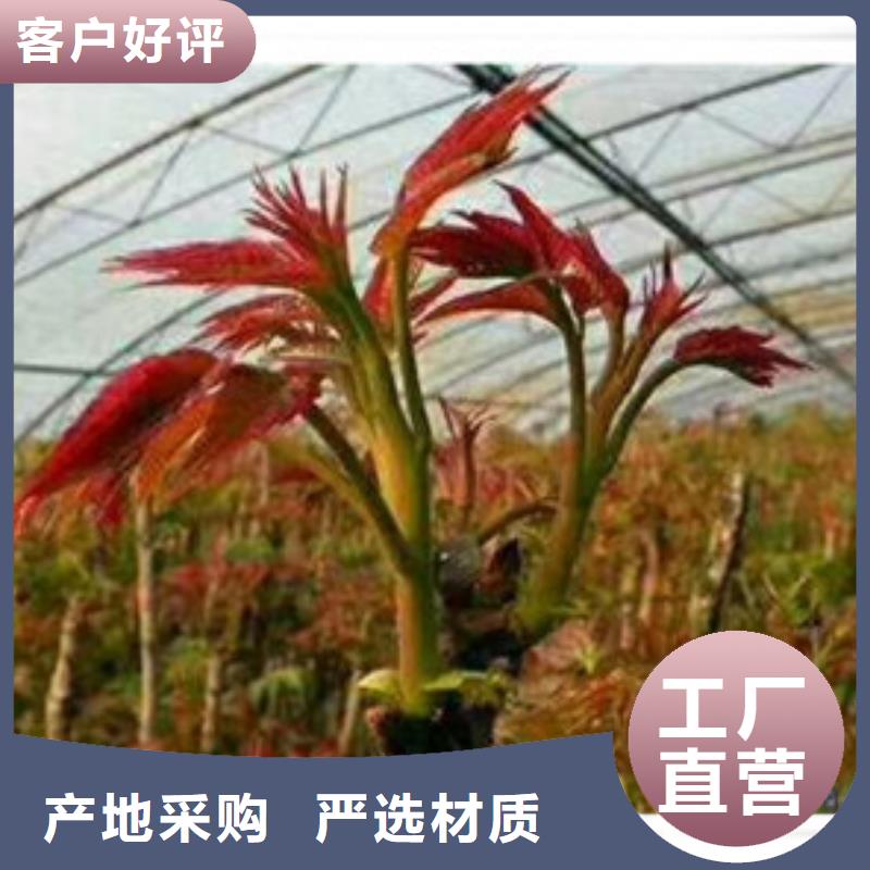 紅油香椿苗多少錢一顆