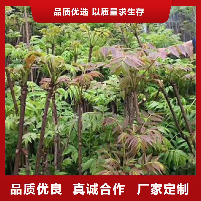 可按需定做香椿苗的廠(chǎng)家