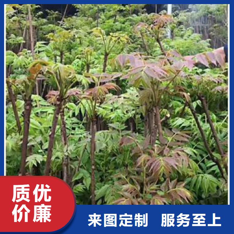 泰山紅油香椿苗苗木基地