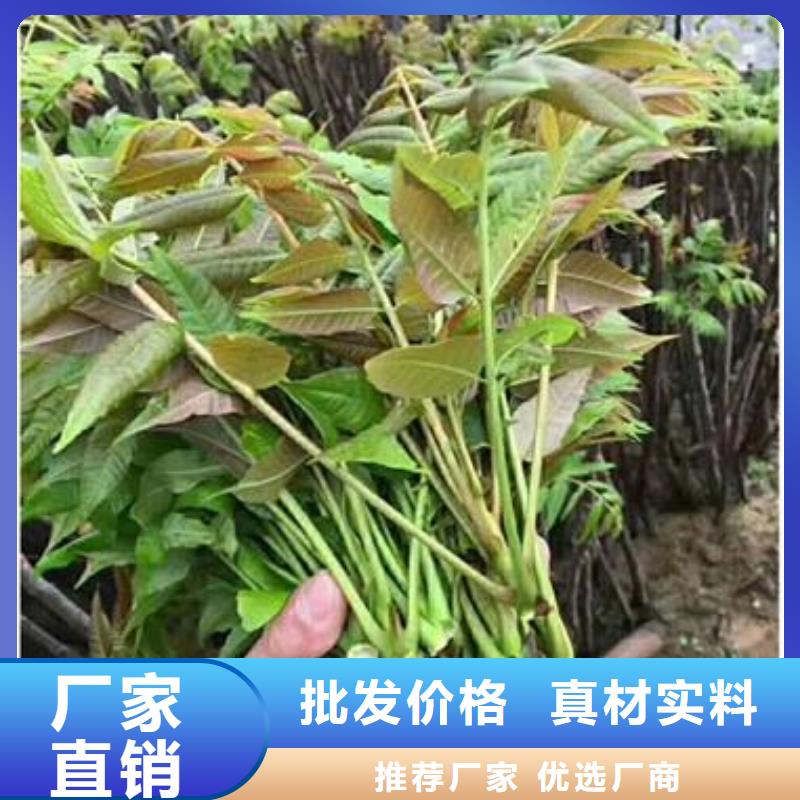 香椿苗經(jīng)驗(yàn)豐富