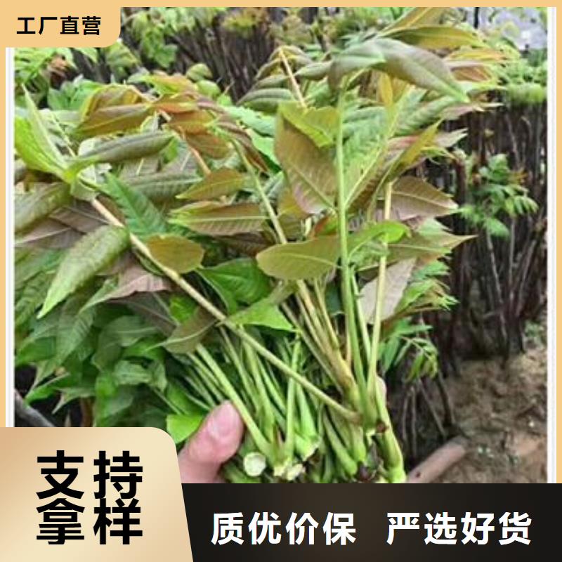 香椿苗供應多年廠家可靠