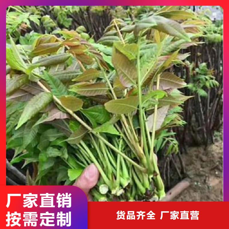 香椿苗廠家送貨及時(shí)
