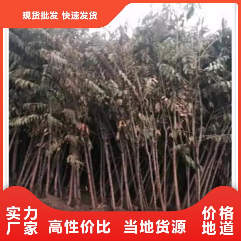 香椿苗廠家送貨及時(shí)