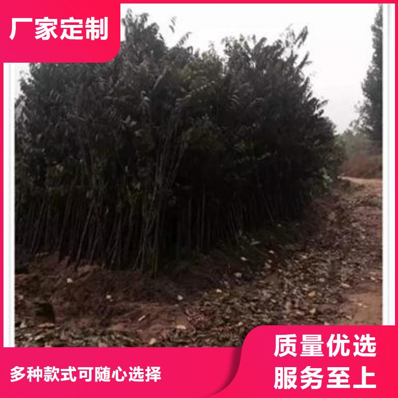 香椿苗_香椿苗有限公司