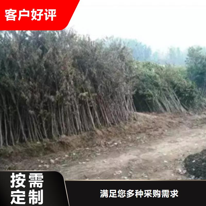 香椿苗產地