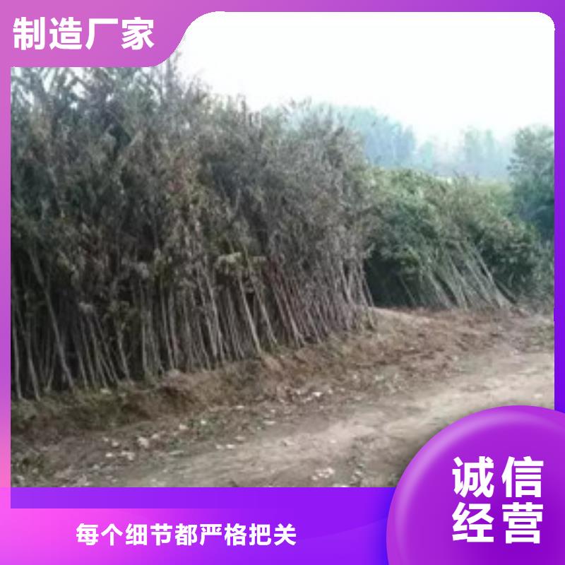 性價比高的香椿苗基地