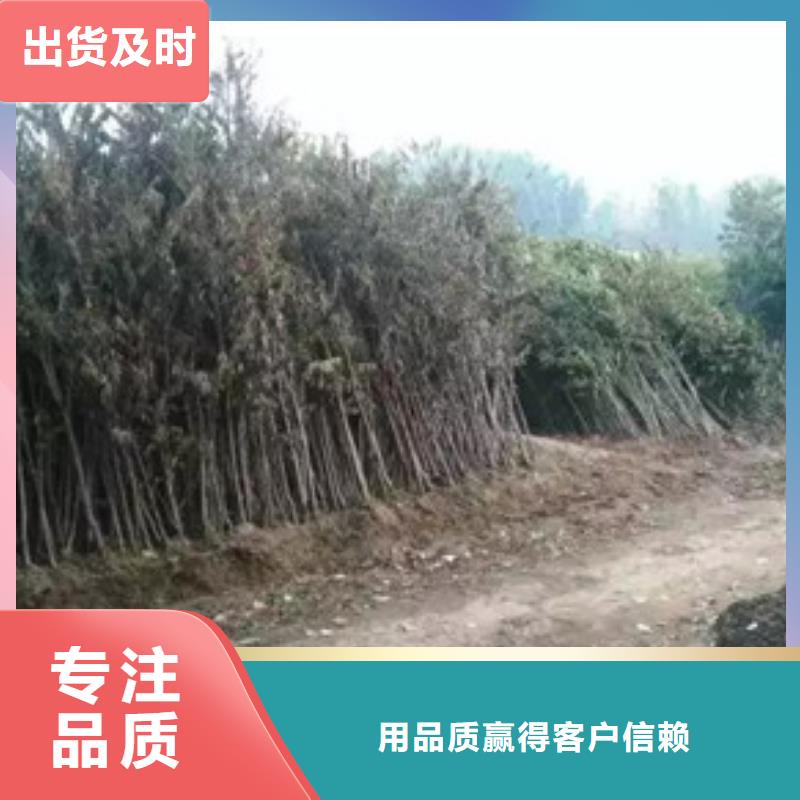 香椿苗品種介紹
