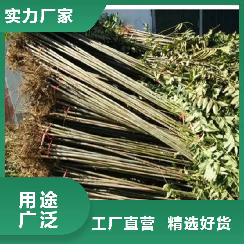 香椿苗_價格優