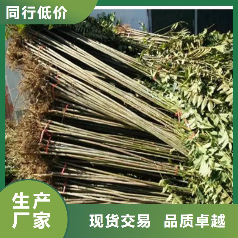 香椿苗質量可靠的廠家