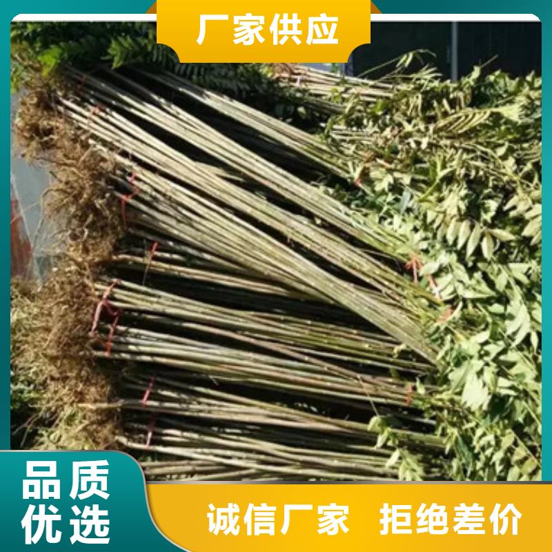 香椿苗直供全國品牌:本地廠家