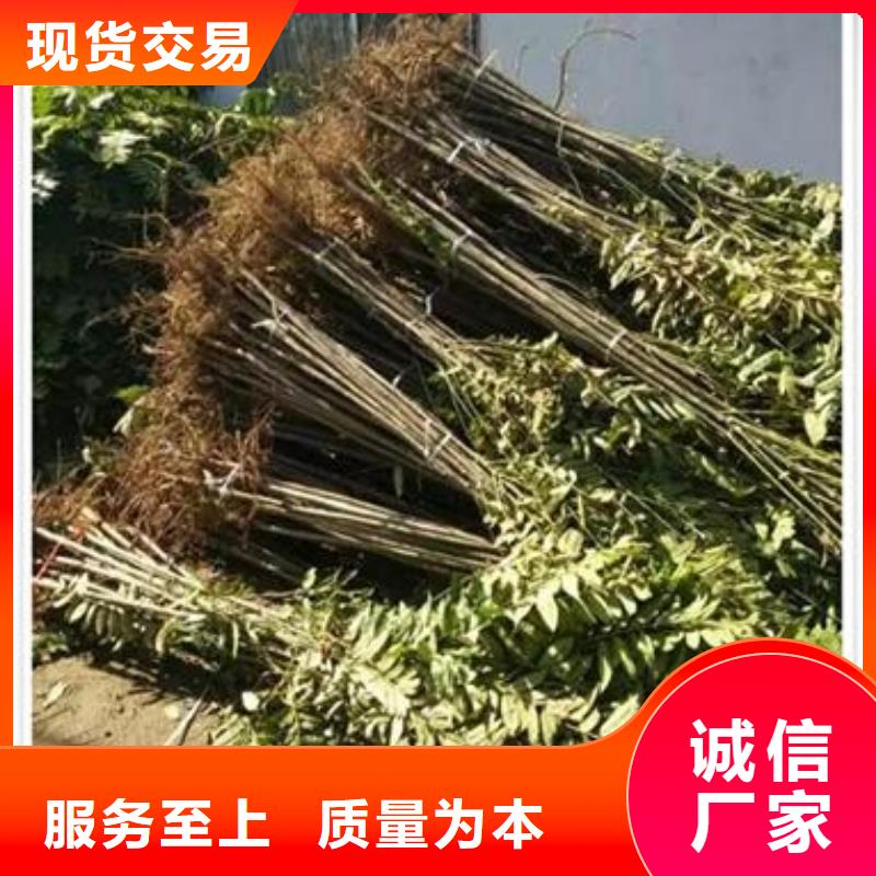 香椿苗_價格優