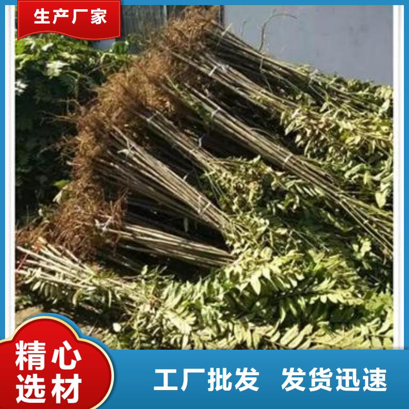 春芽苗多少錢一顆