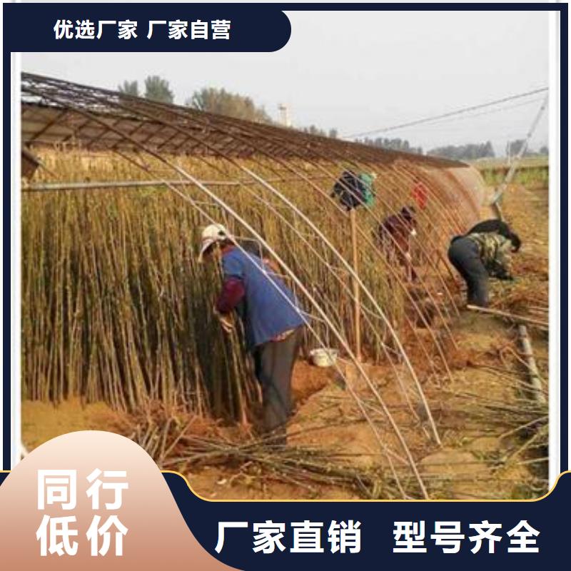 春芽苗多少錢一顆