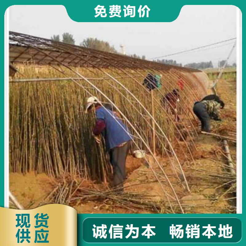 香椿苗廠家質(zhì)優(yōu)價廉