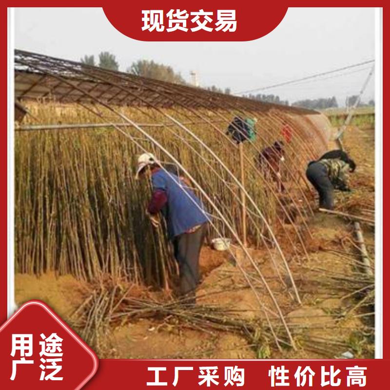 香椿苗發貨快