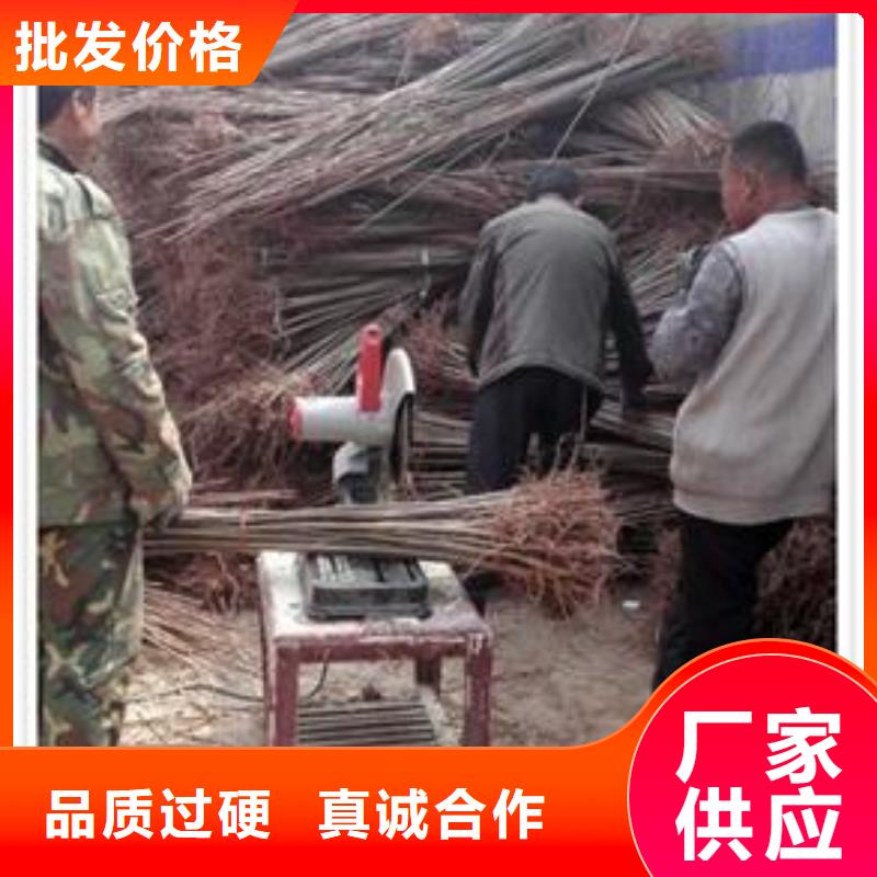 香椿小苗產(chǎn)地