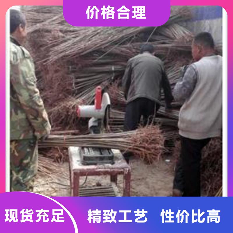 性價比高的香椿苗基地