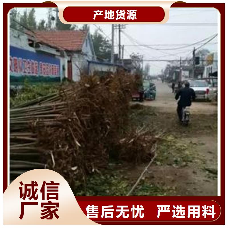 生產香椿苗的經銷商
